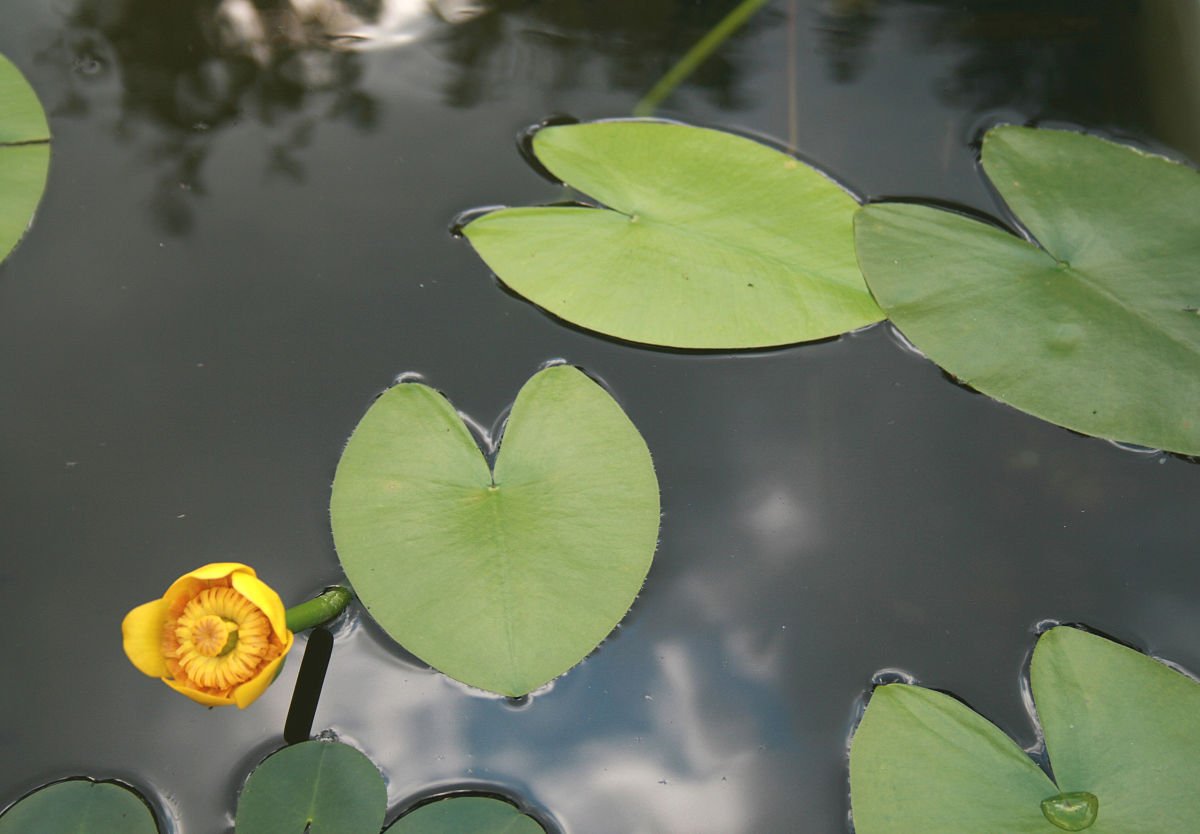 Кубышка желтая (Nuphar lutea)
