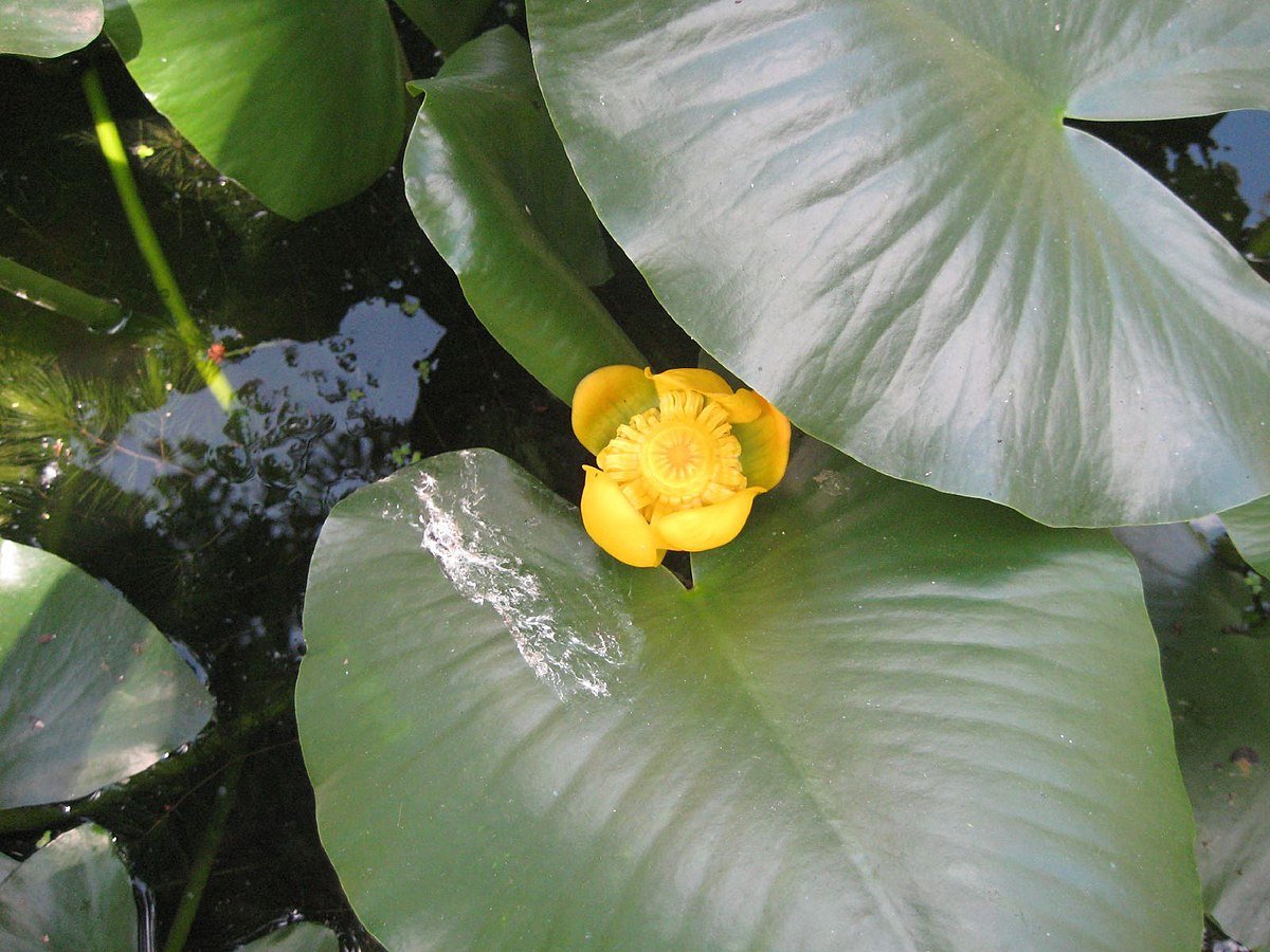Nuphar Kaminsky