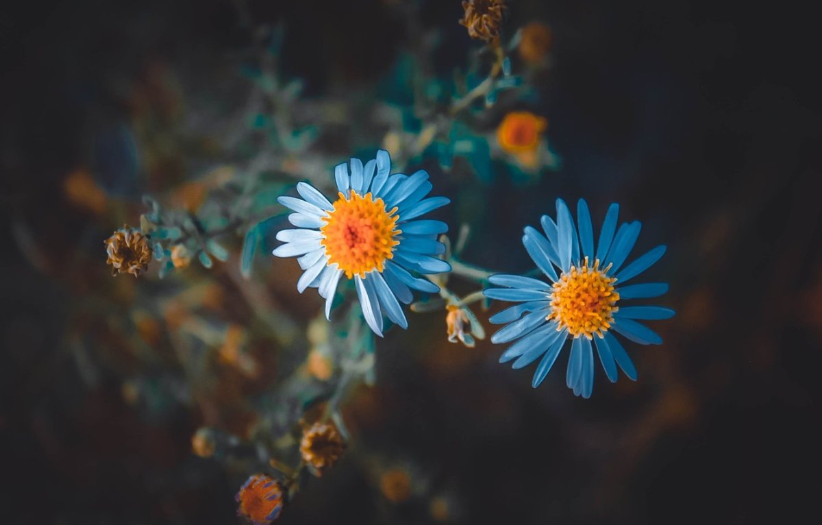 Голубые ромашки цветы