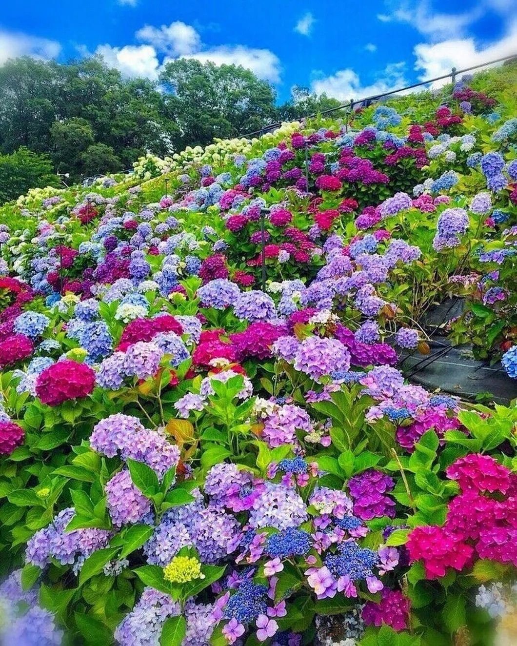 Красивые цветы
