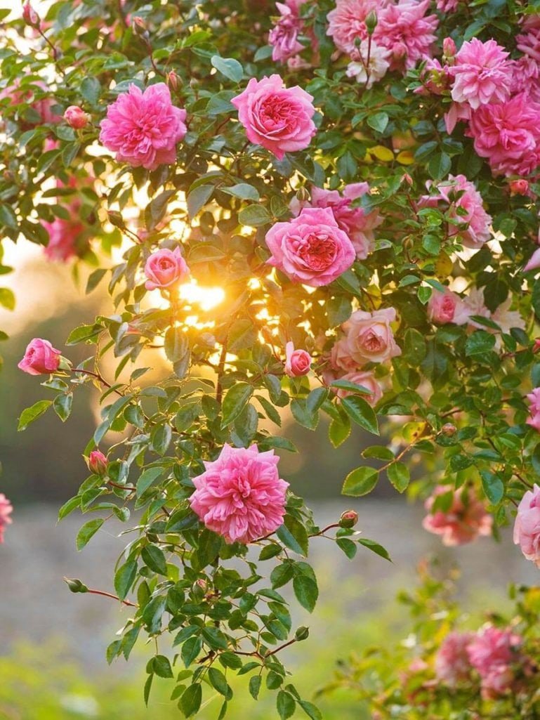 Розовые цветы в саду