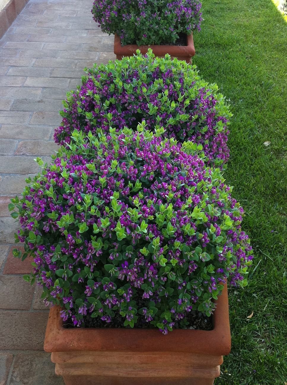 Полигала кустарник