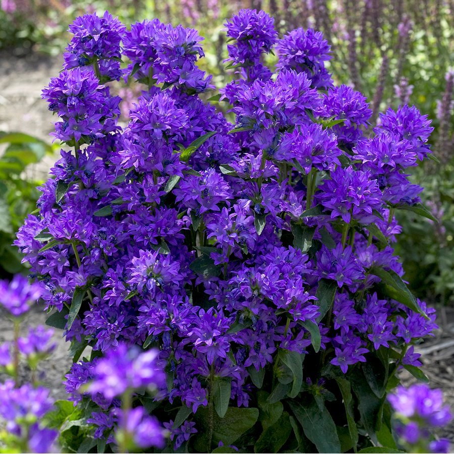Колокольчик скученный Campanula glomerata
