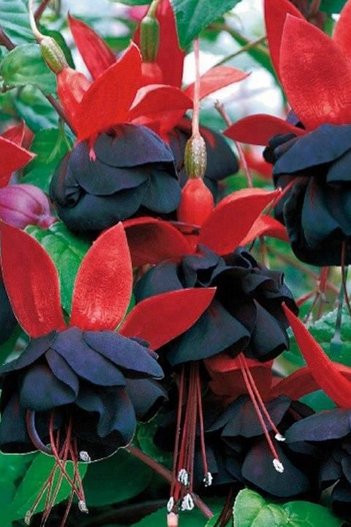 Фуксия ампельная Блэк