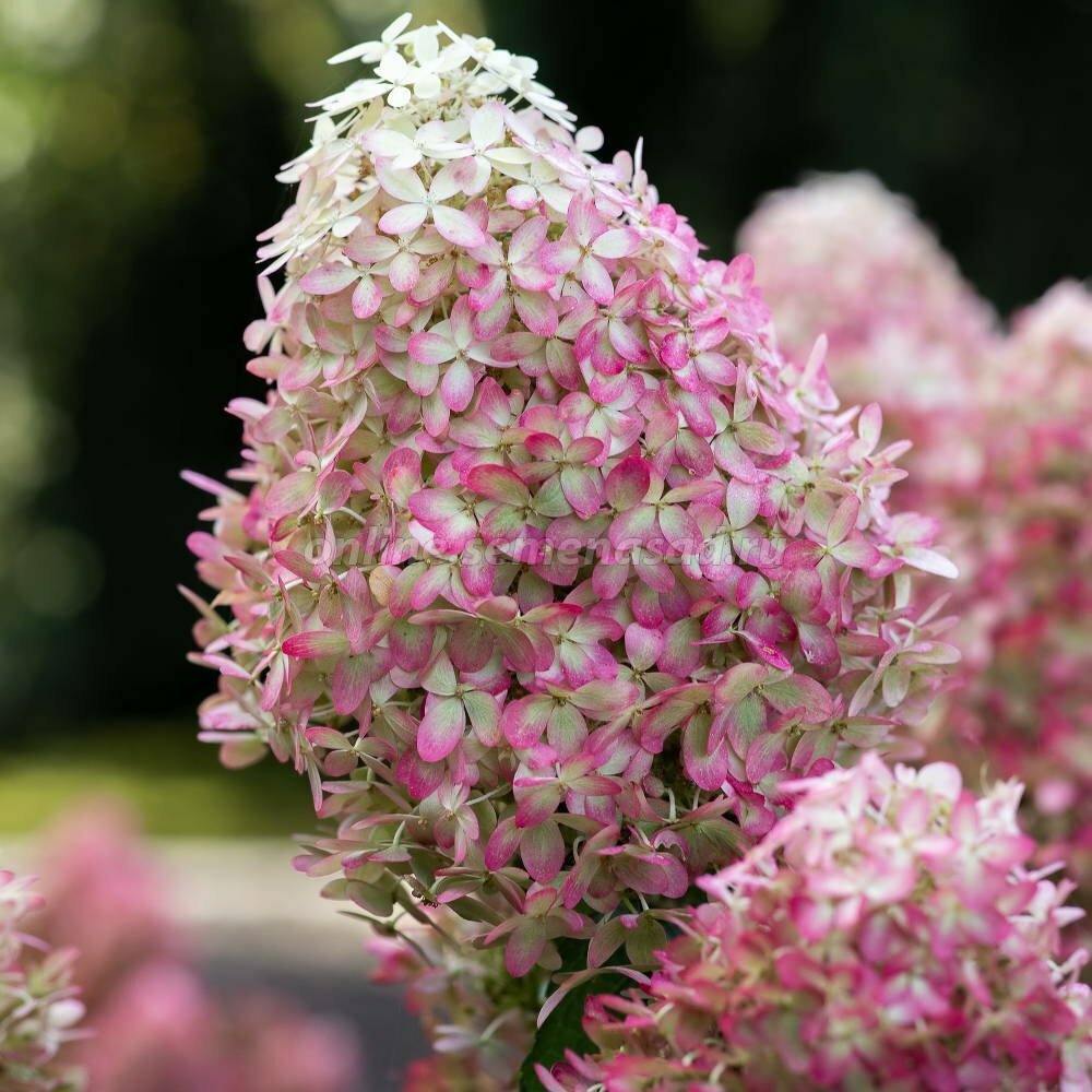 Гортензия метельчатая Royal Flower