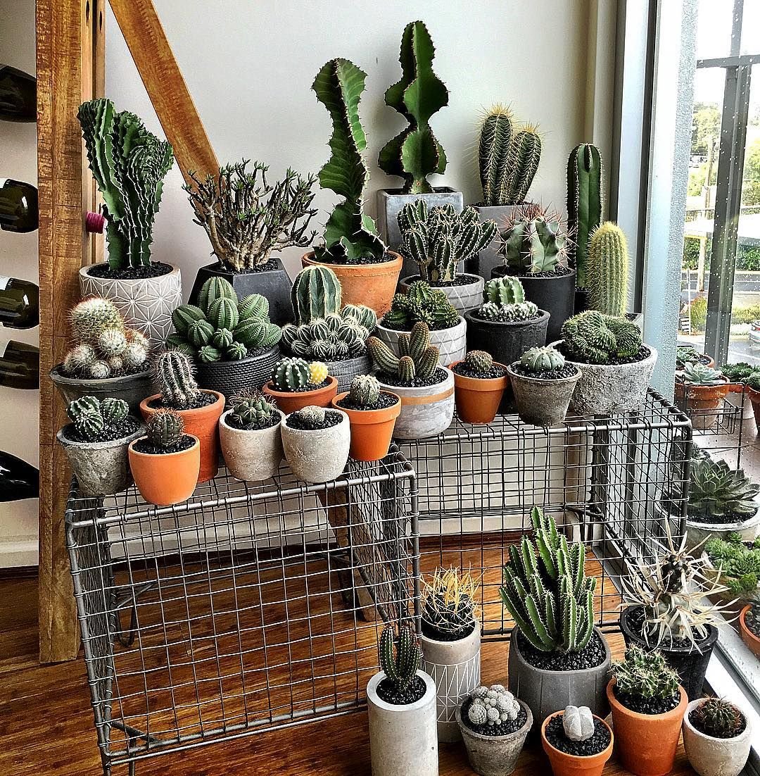 Cactus House