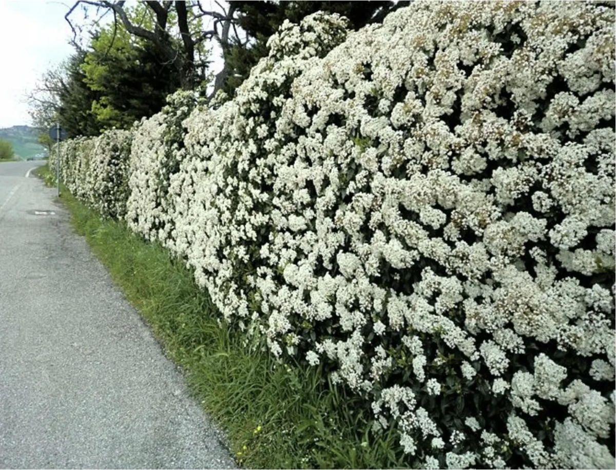 Спирея бульденеж