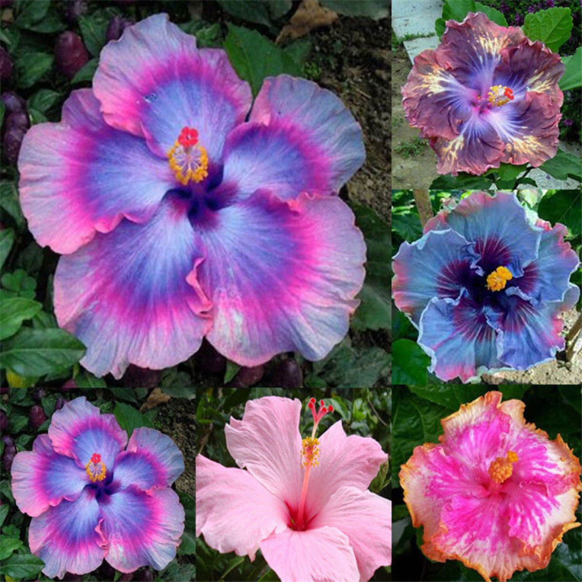 Giant Purple Hibiscus