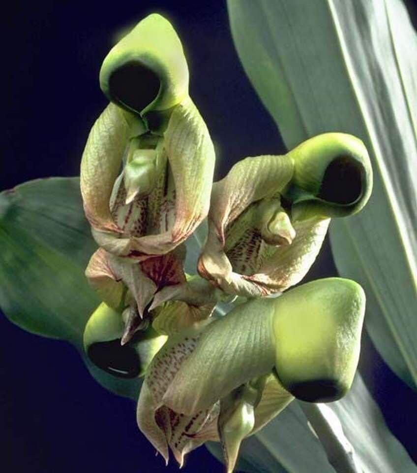 Catasetum integerrimum