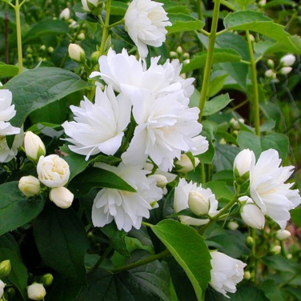 Чубушник Dame Blanche