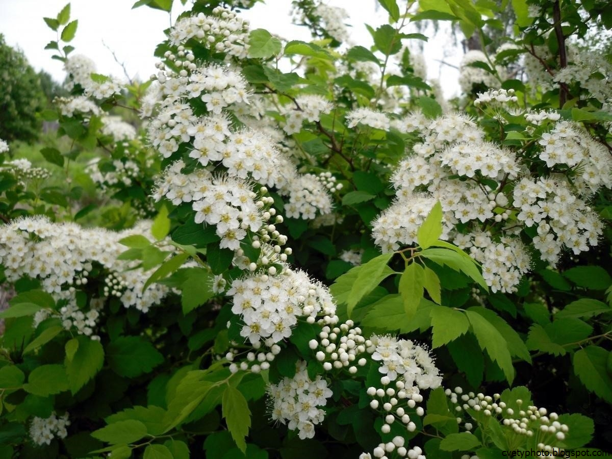 Спирея весеннецветущая