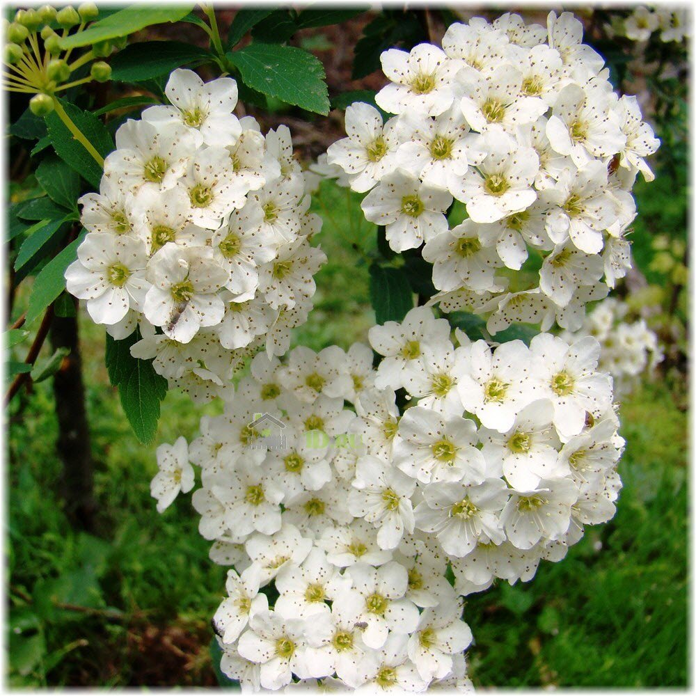 Спирея Вангутта (Spiraea vanhouttei)