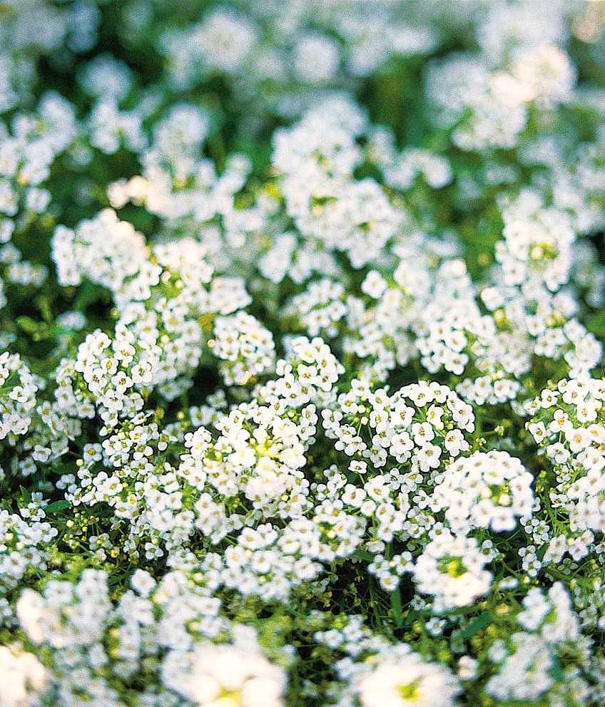 Алиссум Wonderland White