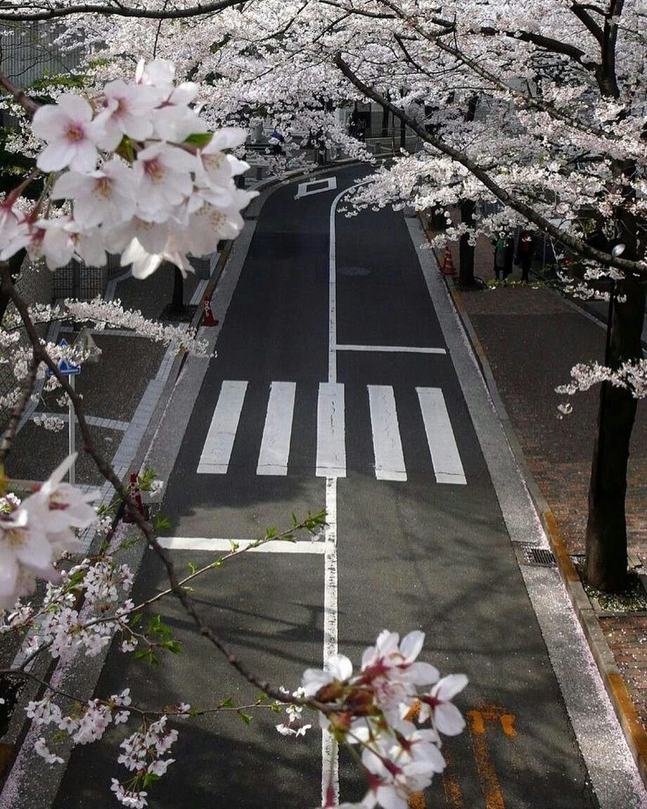 Япония aesthetic
