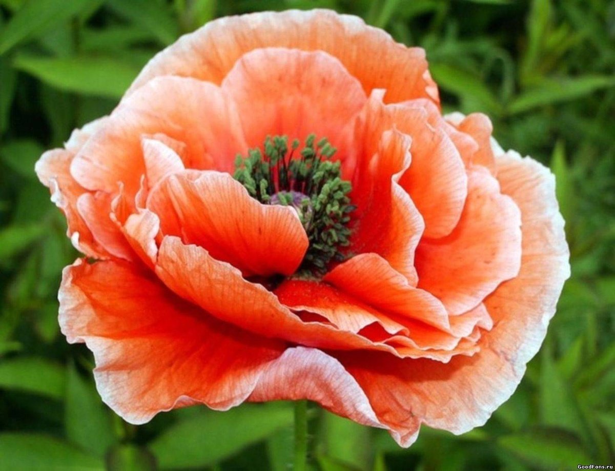 Мак Papaver