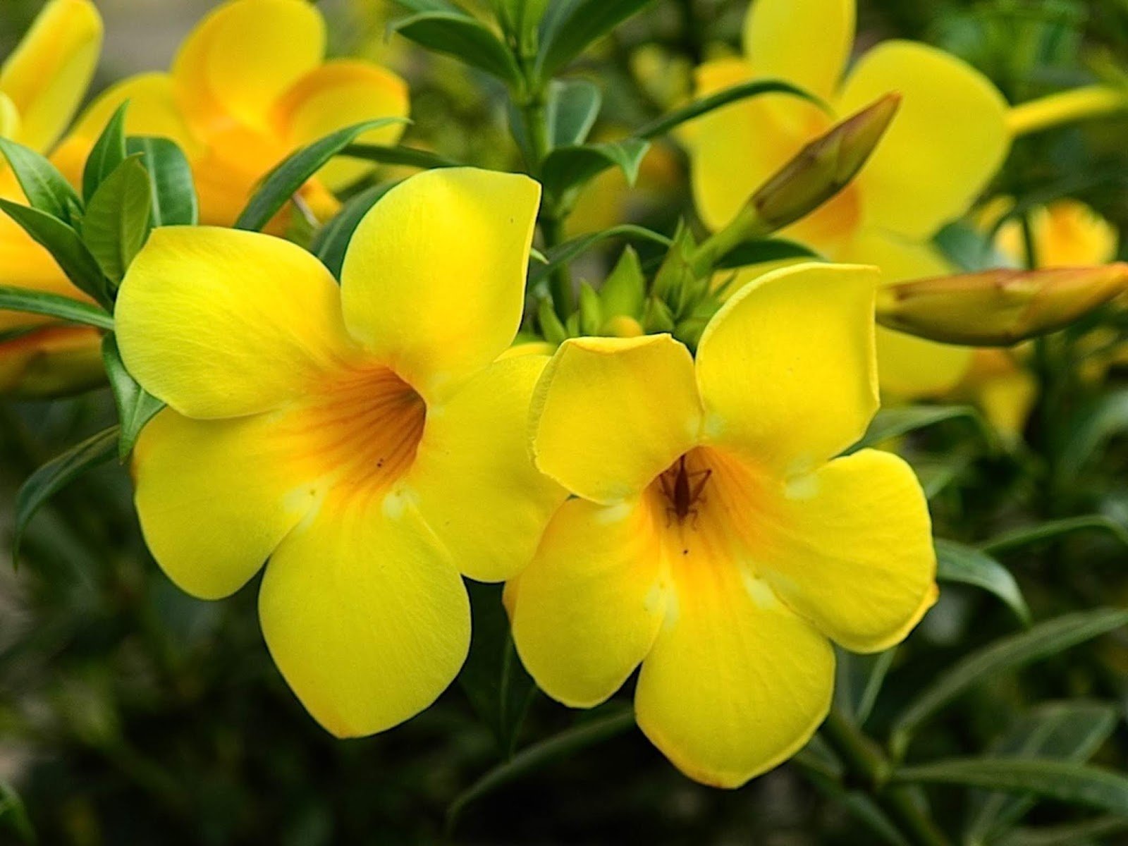 Комнатный цветок цветет желтым. Алламанда (Allamanda). Алламанда слабительная (Allamanda cathartica). Алламанда грандифлора. Аламада цветок комнатный.
