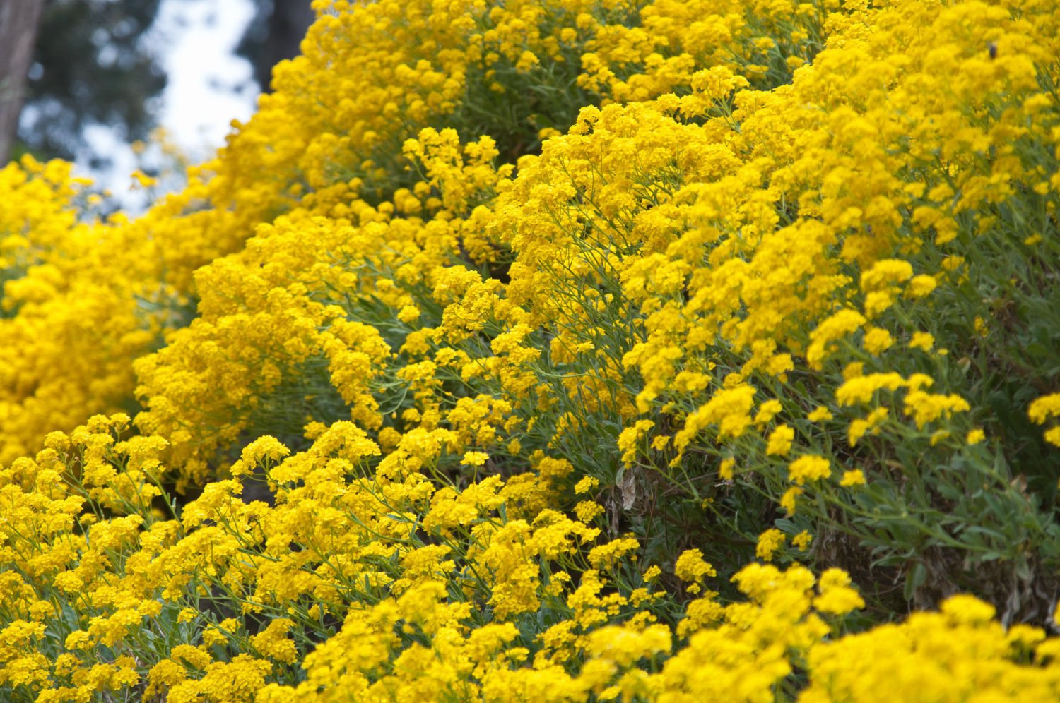 Желтые цветы многолетники фото и названия. Алиссум желтый многолетний. Алиссум скальный. Алиссум горный. Алиссум скальный желтый.