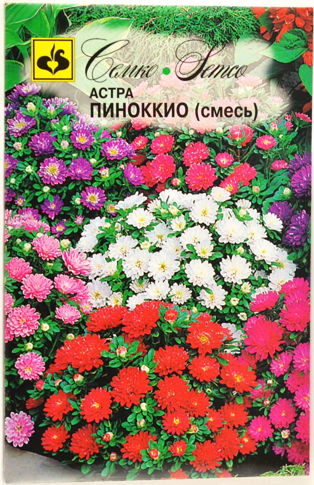 Астра карликовая Пиноккио