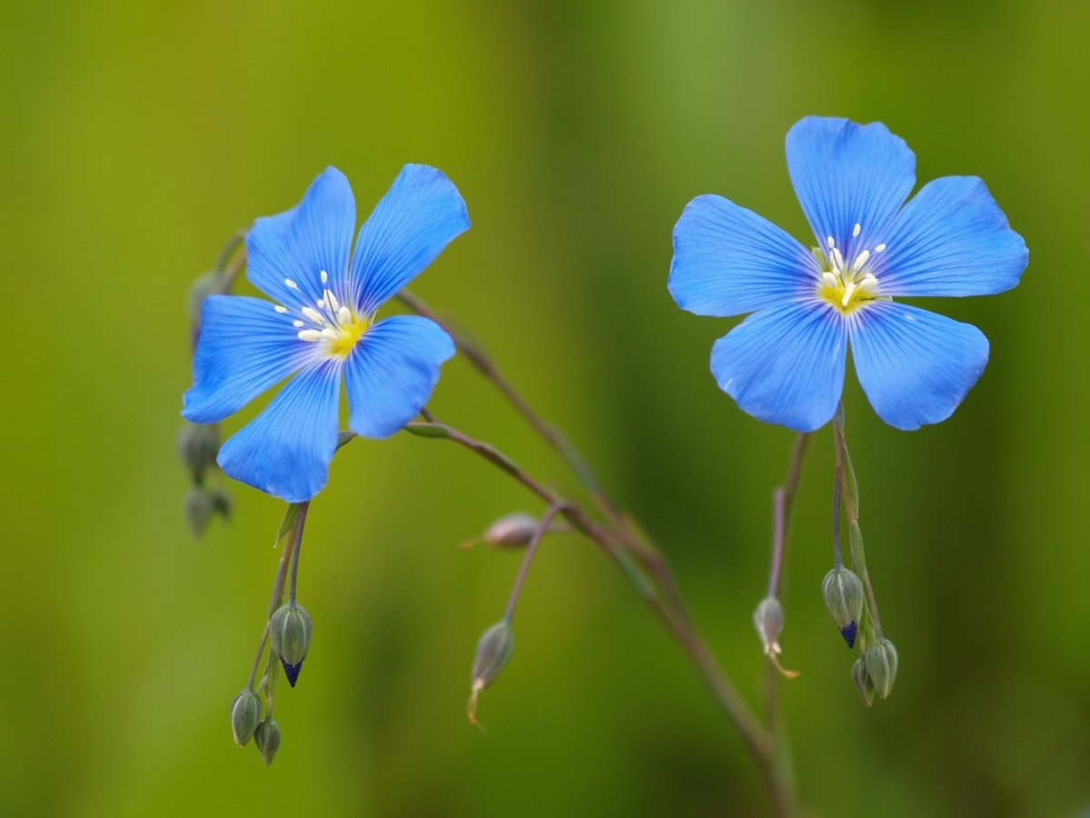 Полевой цветок с голубыми цветами