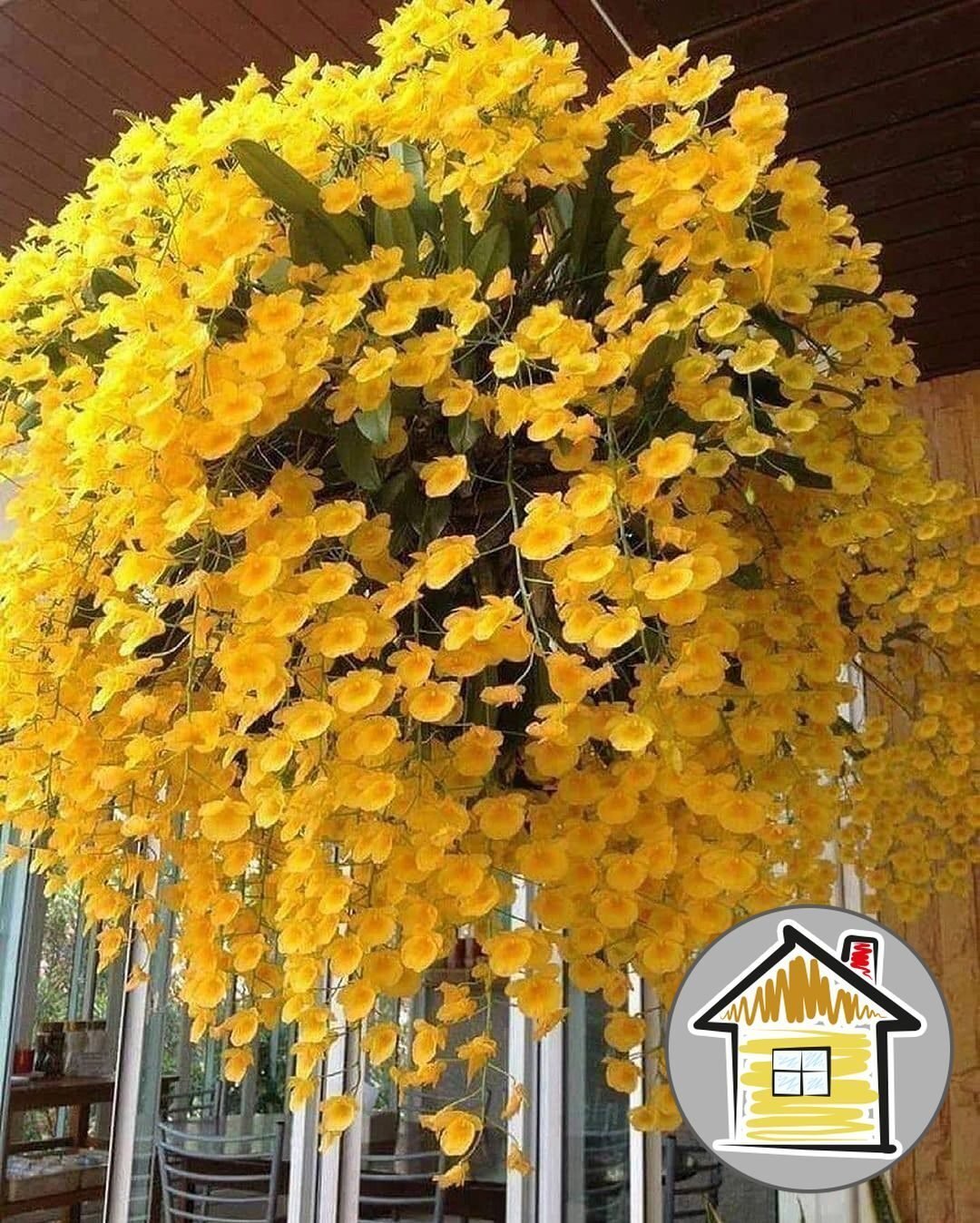 Ампельная Пальма