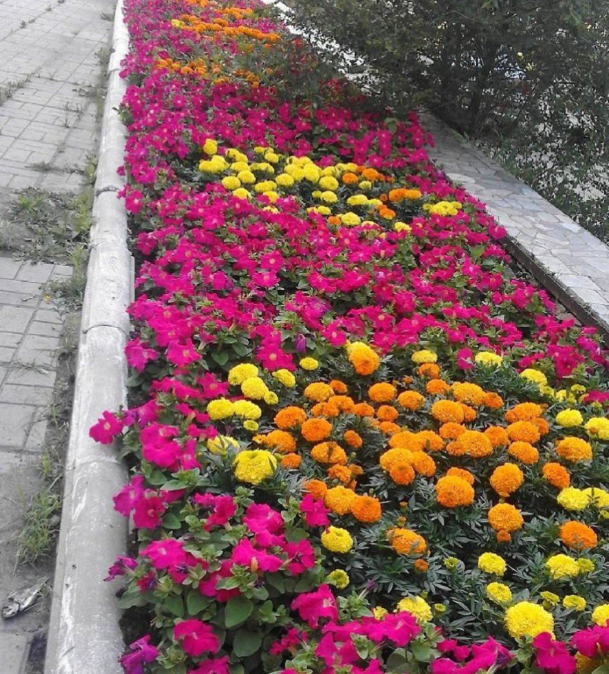 Эшшольция агератум рабатка