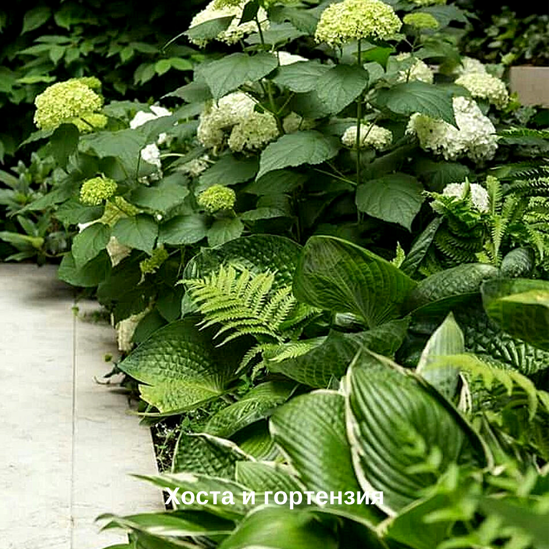 Гортензия дерен Хоста