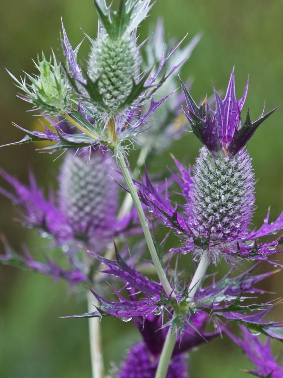 Eryngium leavenworthii