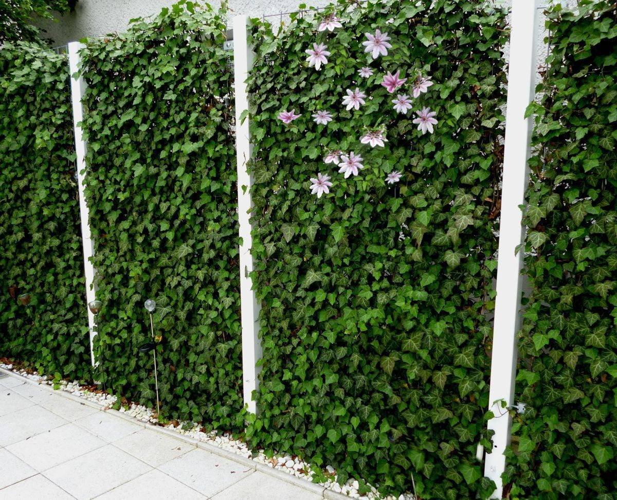 Clematis vitalba изгородь