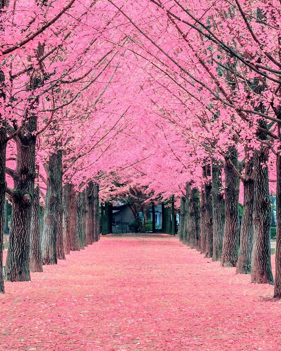 Дерево в корее с розовыми цветами