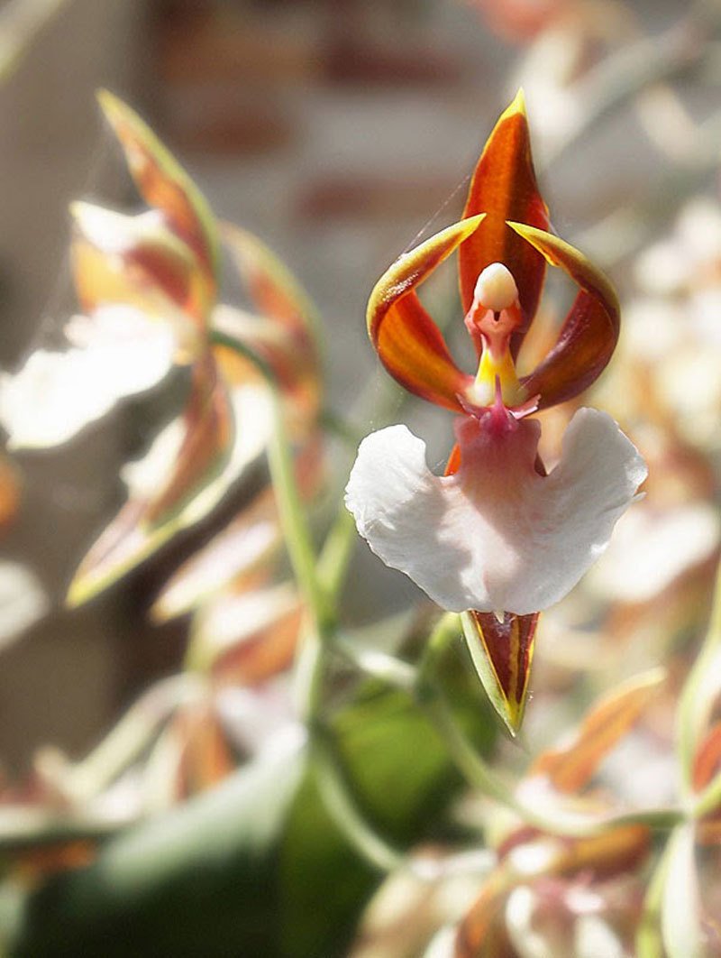 Орхидея балерина Caladenia melanema