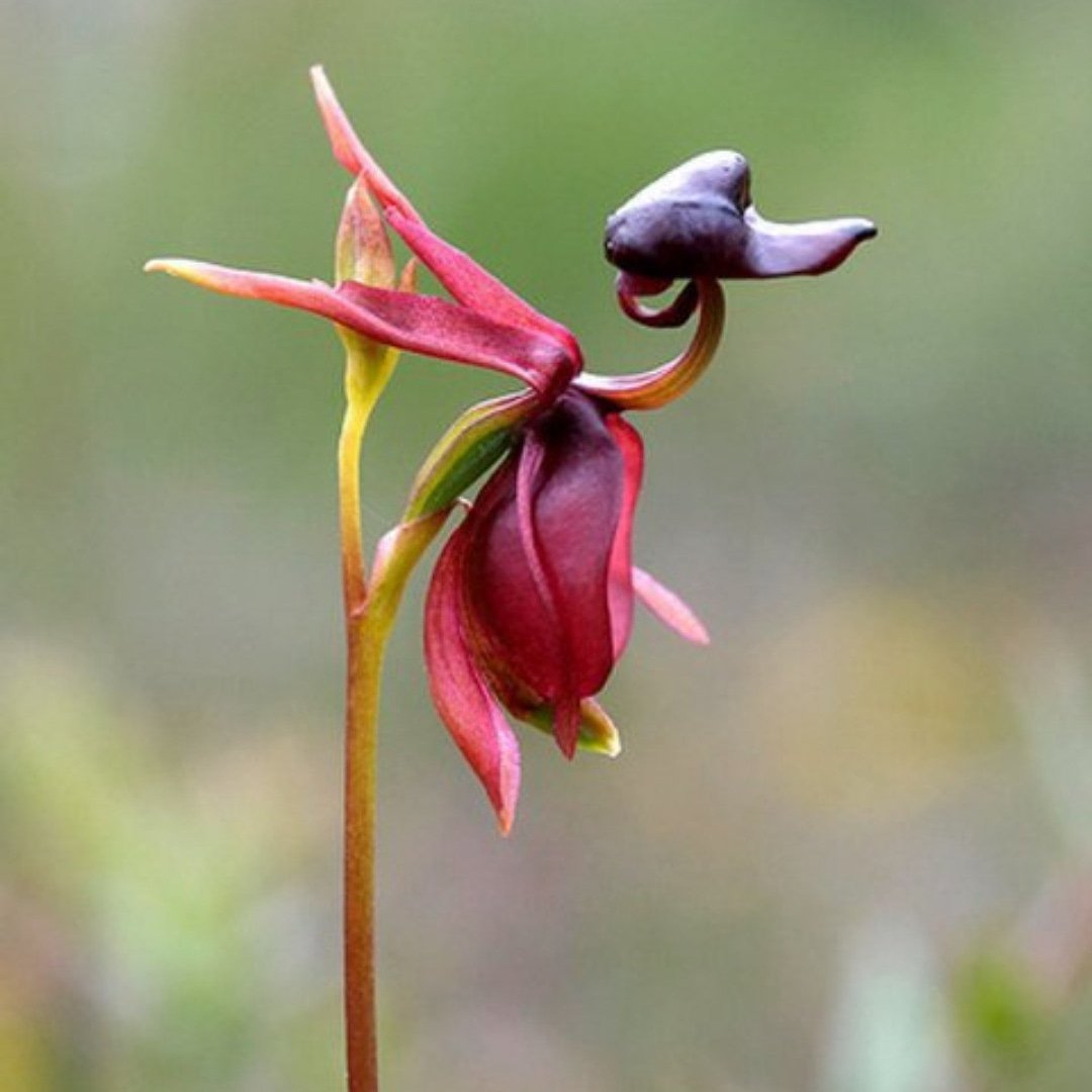 Орхидея Калания (Caleana Major)