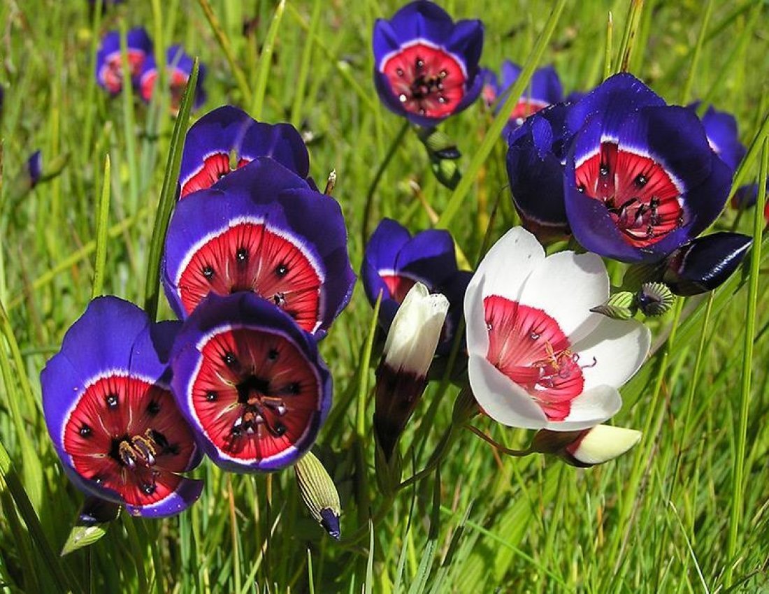 Geissorhiza Radians