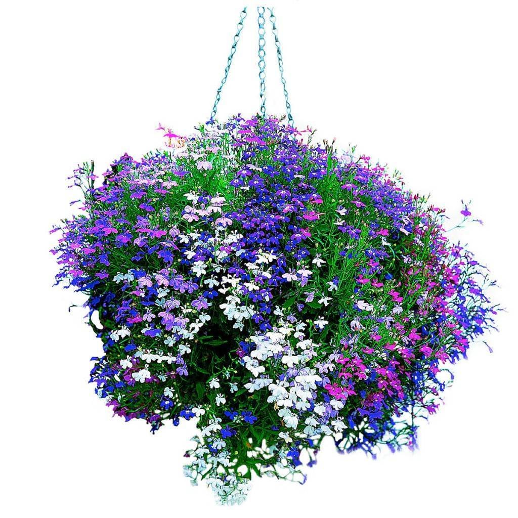 Лобелия Каскад