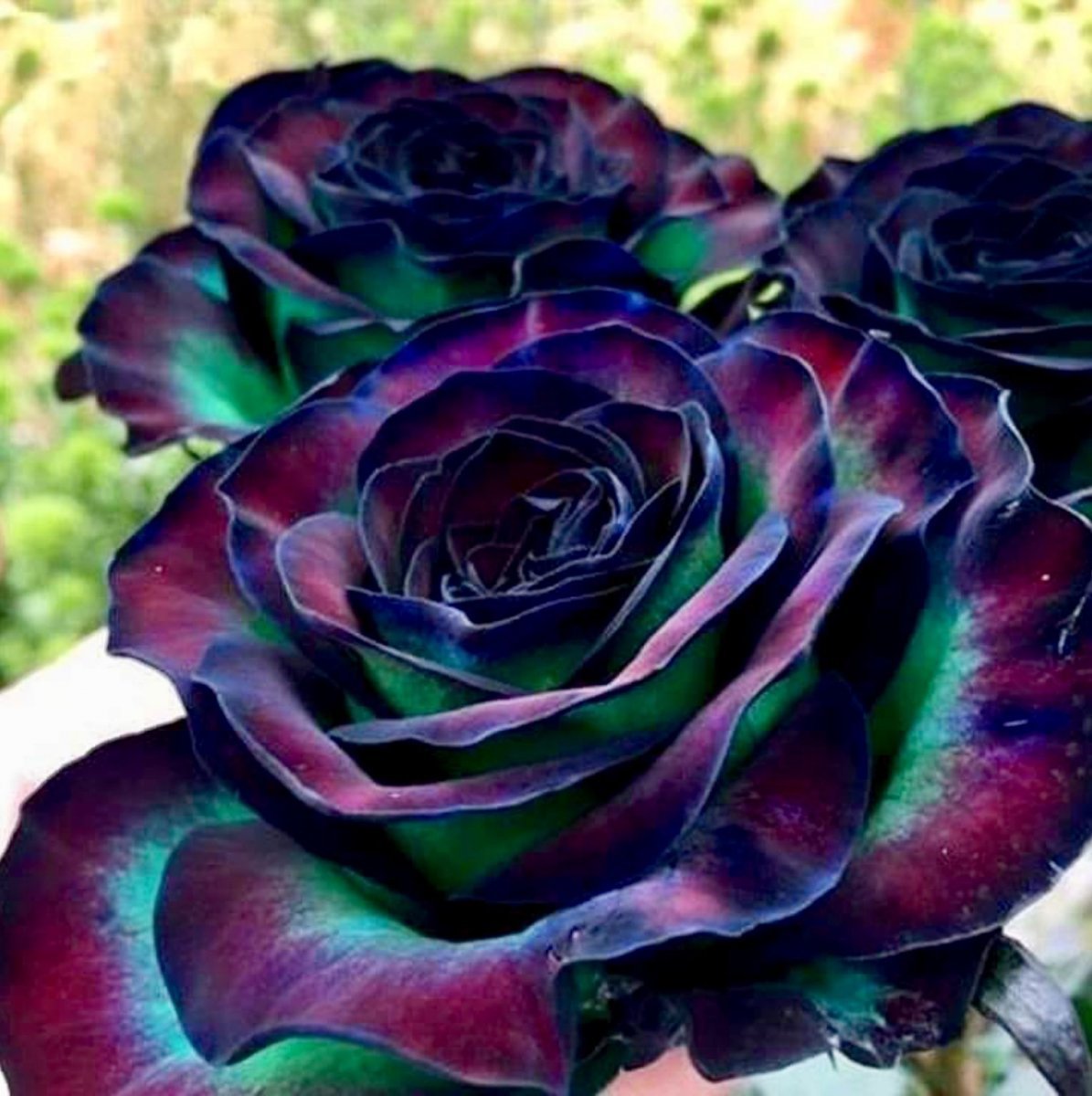 Необычные черные цветы