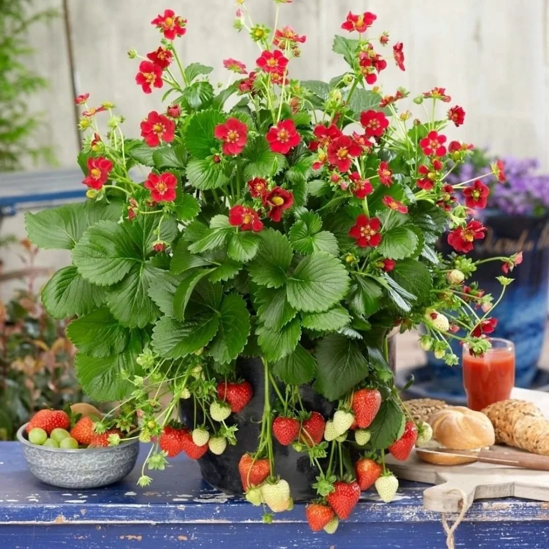 Клубника ампельная Тоскана