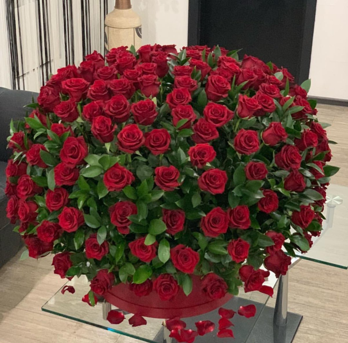 Роза Голландия