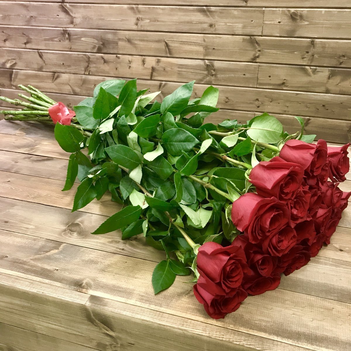 Роза красная Голландия