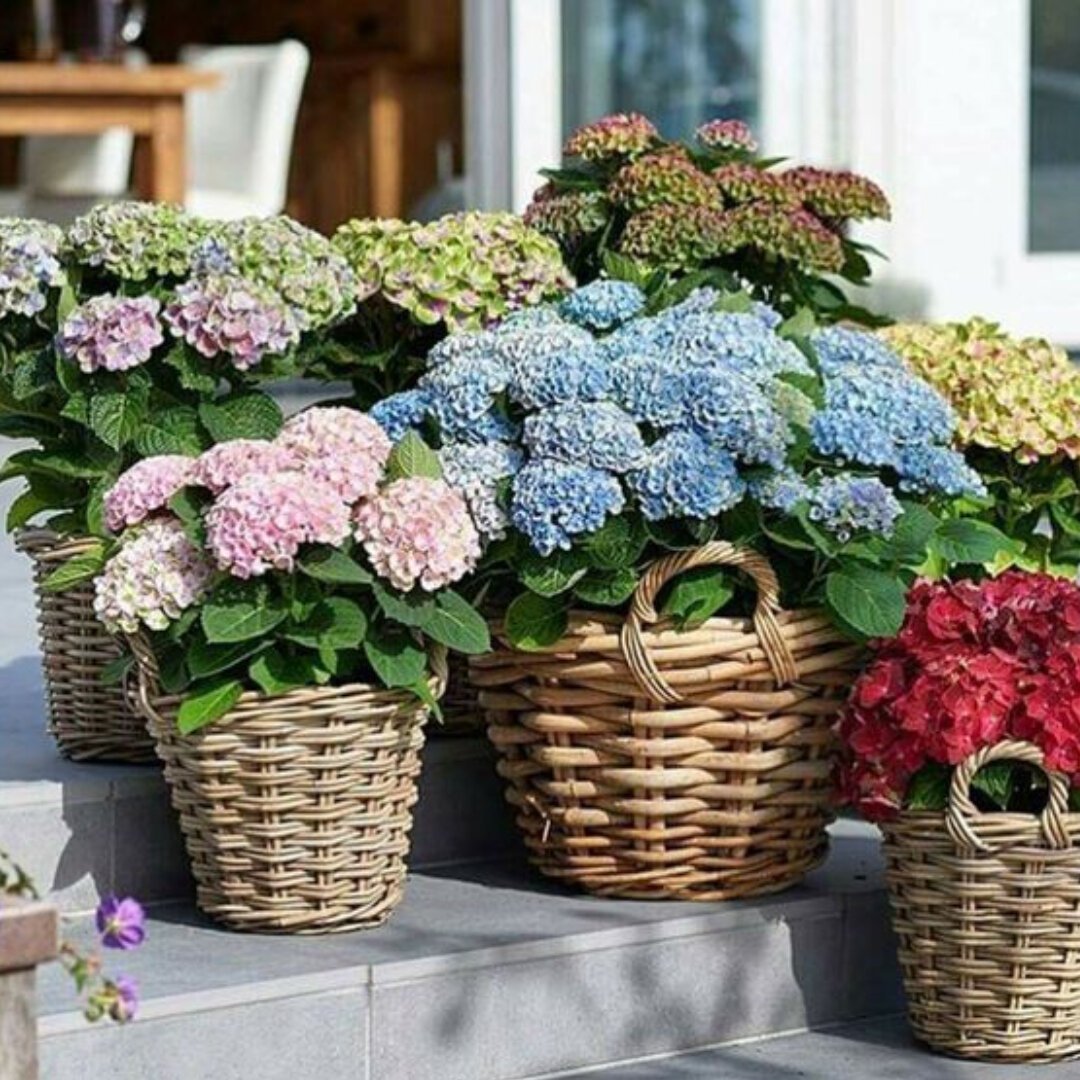 Цветы в горшках на даче