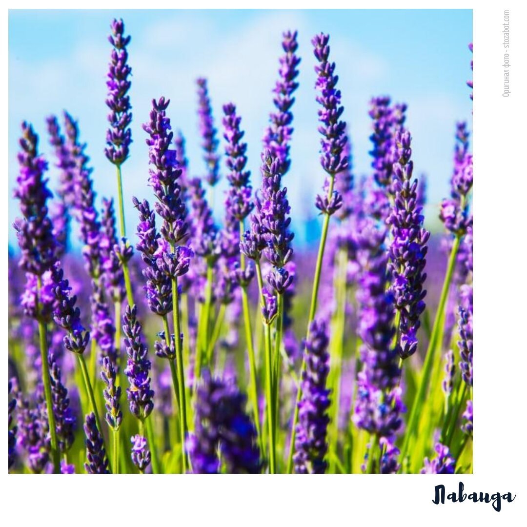 Лаванда зубчатая Lavandula dentata