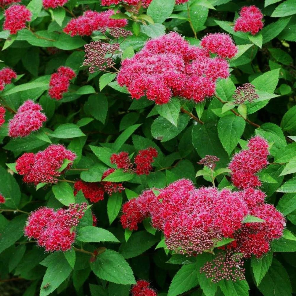Спирея японская Country Red