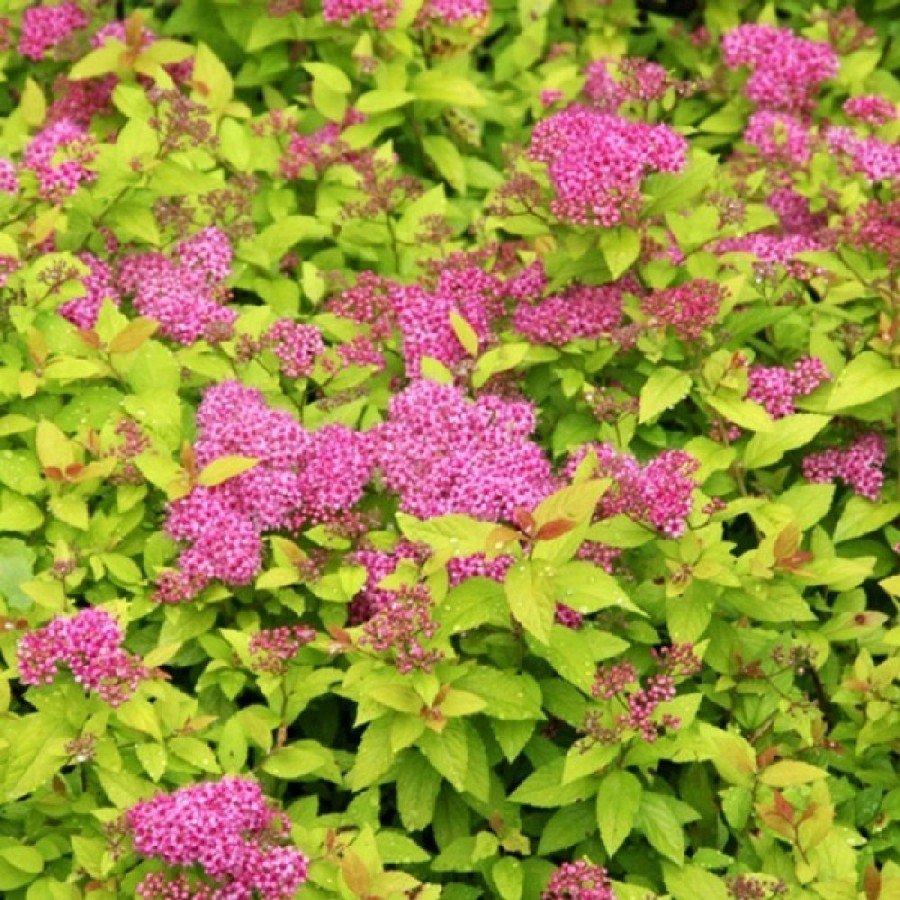 Спирея японская (Spiraea japonica `Goldflame`)