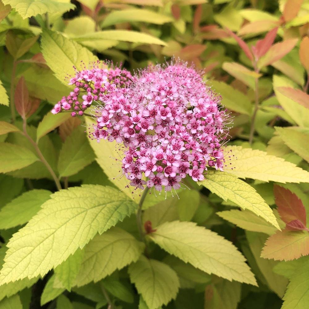 Спирея Spiraea japonica