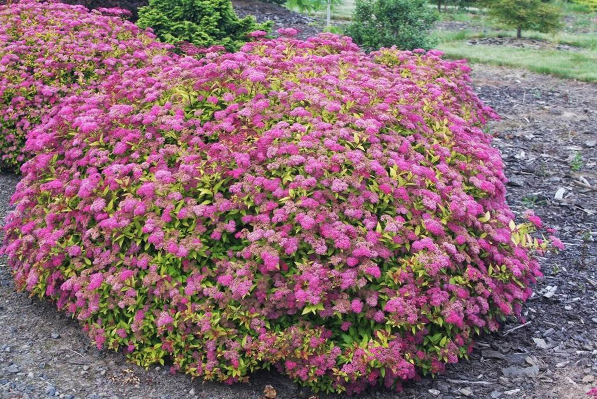 Спирея японская (Spiraea japonica `Magic Carpet`)