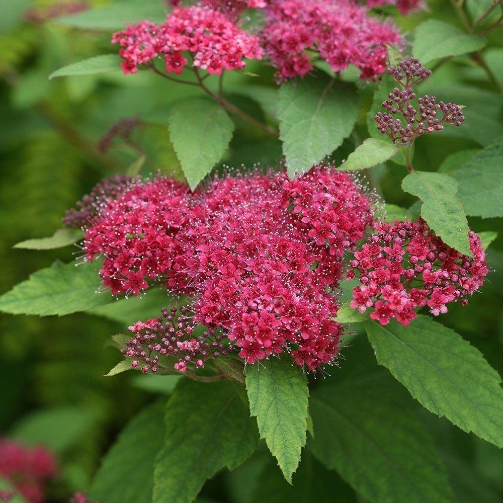 Спирея японская (Spiraea japonica)