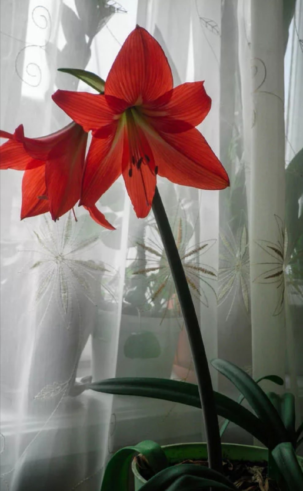 Цикламен (амариллис)