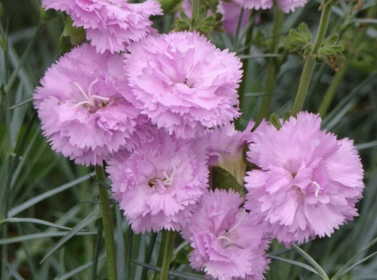 Гвоздика перистая Dianthus plumarius