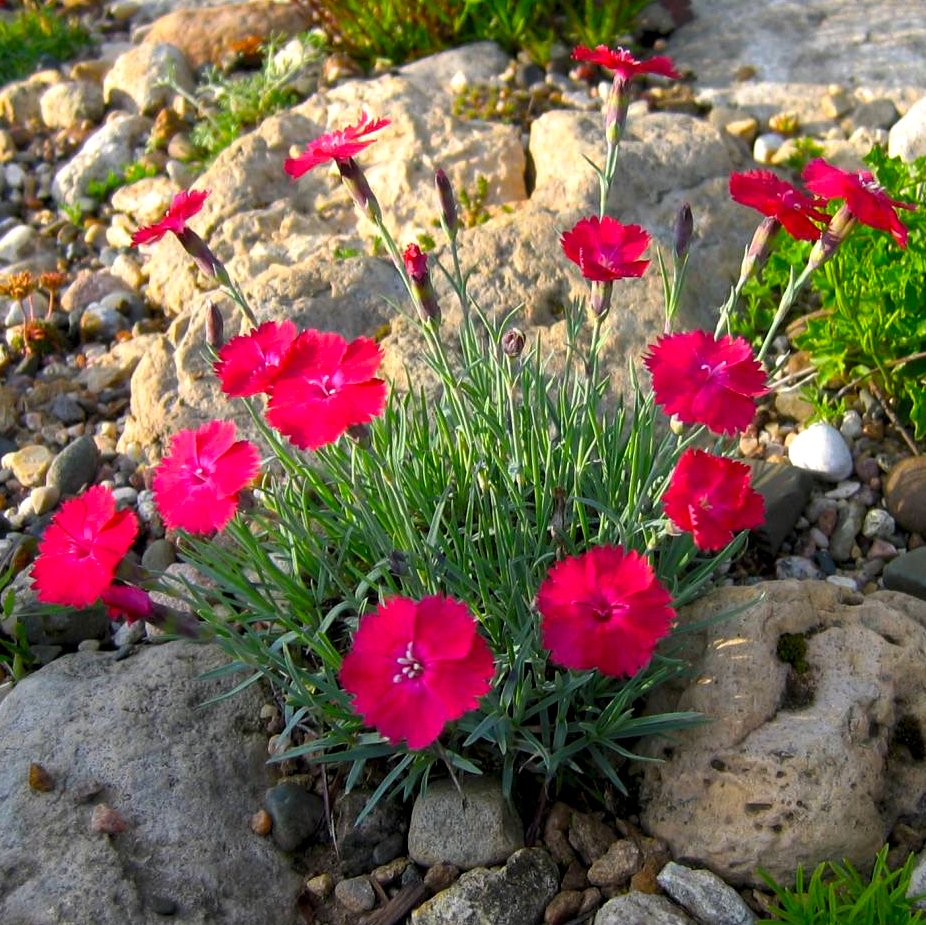 Dianthus gratianopolitanus 'Rubin'