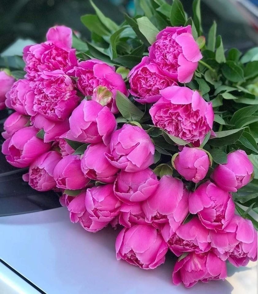 Цветы пионы малиновые