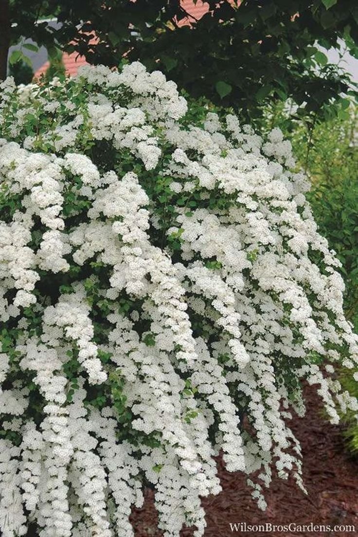 Спирея 'Bridal Wreath'