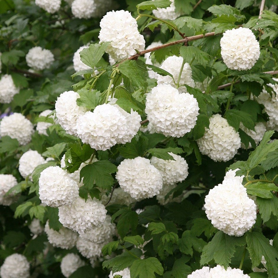 Калина обыкновенная (Viburnum opulus `Roseum`)
